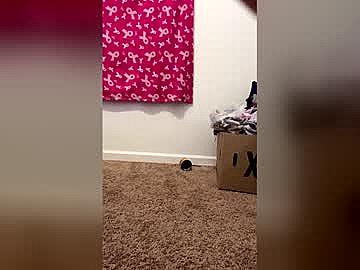 ittybittybay Chaturbate Cam