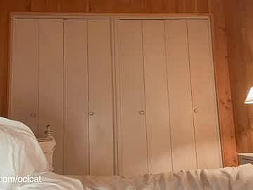 ocicat image